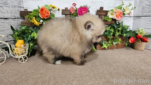 成約済の埼玉県のポメラニアン-366749の2枚目