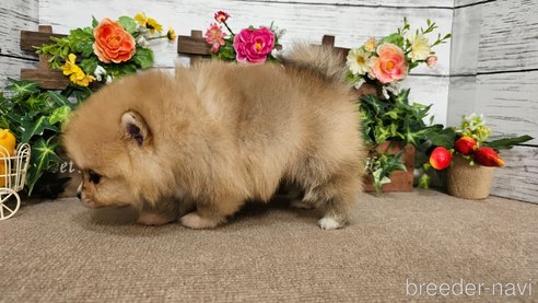成約済の埼玉県のポメラニアン-366748の3枚目