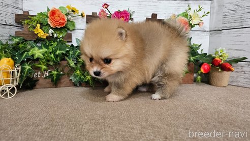 成約済の埼玉県のポメラニアン-366748の2枚目