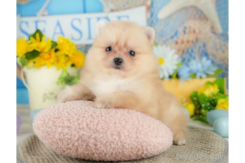 成約済の千葉県のポメラニアン-367017の3枚目