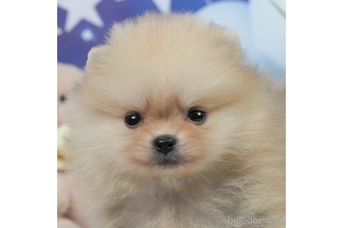 販売中の茨城県のポメラニアン-367536