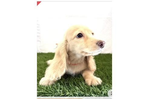 成約済の群馬県のミニチュアダックスフンド(ロングヘアード)-366918の4枚目