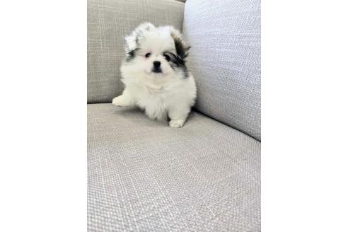 成約済の北海道のミックス犬-366919の1枚目