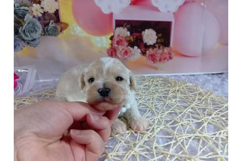 成約済の神奈川県のマルプー:マルチーズ×トイプードル-366937の12枚目