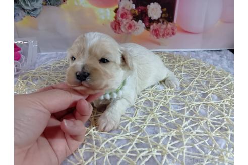 成約済の神奈川県のマルプー:マルチーズ×トイプードル-366937の10枚目