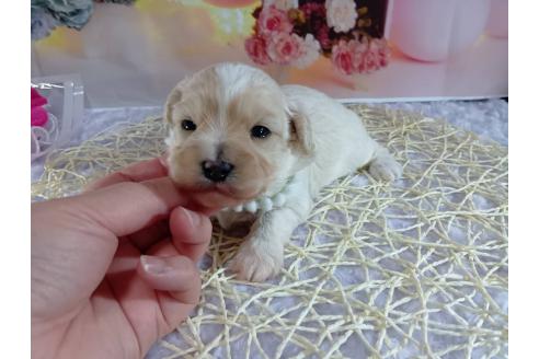 成約済の神奈川県のマルプー:マルチーズ×トイプードル-366937の9枚目