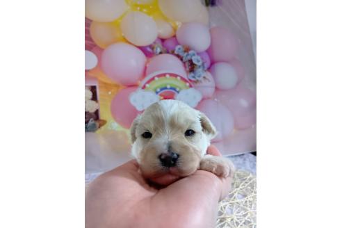 成約済の神奈川県のマルプー:マルチーズ×トイプードル-366937の8枚目