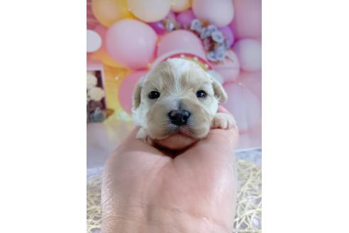 成約済の神奈川県のマルプー:マルチーズ×トイプードル-366937の7枚目