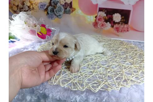 成約済の神奈川県のマルプー:マルチーズ×トイプードル-366937の5枚目
