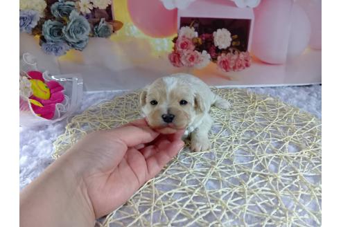 成約済の神奈川県のマルプー:マルチーズ×トイプードル-366937の6枚目