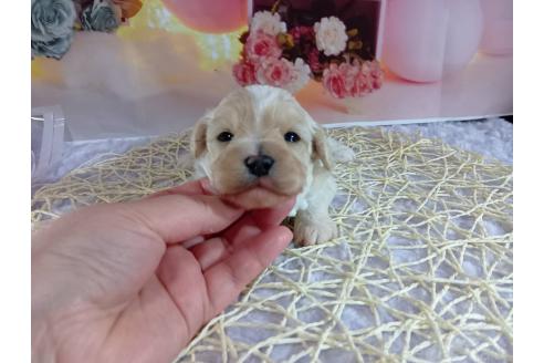 成約済の神奈川県のマルプー:マルチーズ×トイプードル-366937の4枚目
