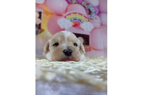 成約済の神奈川県のマルプー:マルチーズ×トイプードル-366937の1枚目