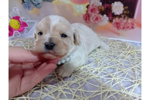 成約済の神奈川県のマルプー:マルチーズ×トイプードル-366937の3枚目
