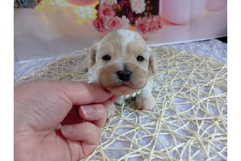 成約済の神奈川県のマルプー:マルチーズ×トイプードル-366937の2枚目