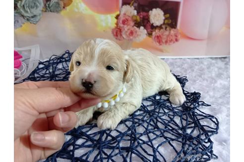 成約済の神奈川県のマルプー:マルチーズ×トイプードル-366939の23枚目