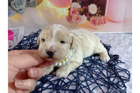 成約済の神奈川県のマルプー:マルチーズ×トイプードル-366939の22枚目