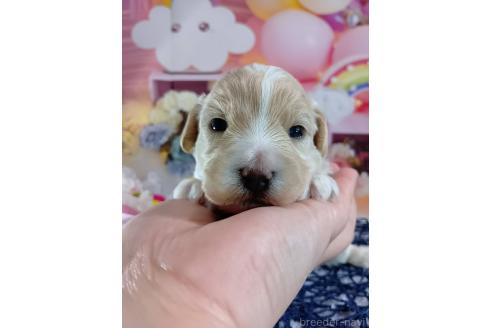 成約済の神奈川県のマルプー:マルチーズ×トイプードル-366939の19枚目