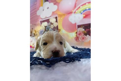 成約済の神奈川県のマルプー:マルチーズ×トイプードル-366939の18枚目