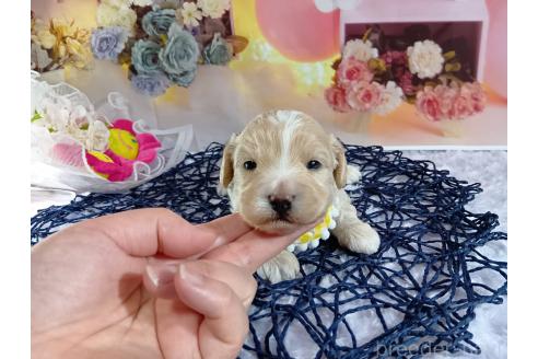 成約済の神奈川県のマルプー:マルチーズ×トイプードル-366939の16枚目