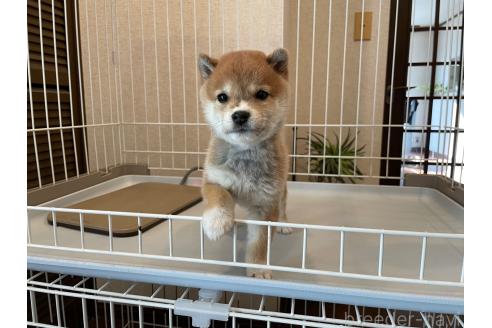 成約済の兵庫県の豆柴-365081の5枚目