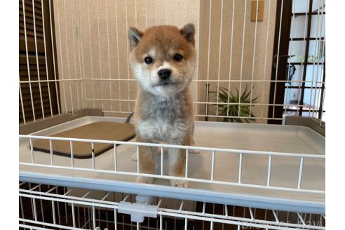 成約済の兵庫県の豆柴-365081の4枚目