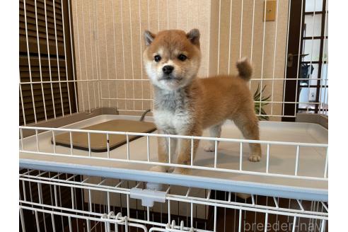 成約済の兵庫県の豆柴-365081の3枚目