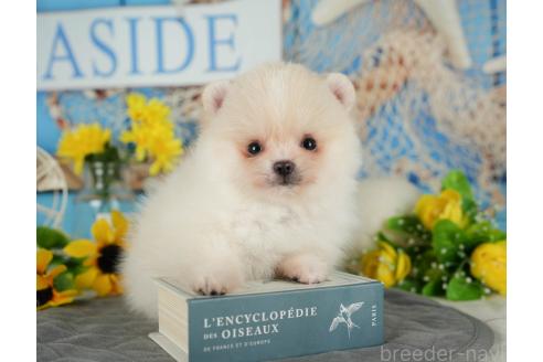 成約済の埼玉県のポメラニアン-366949の8枚目