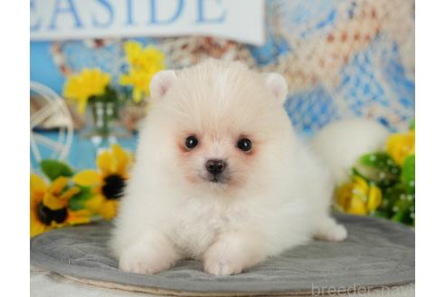 成約済の埼玉県のポメラニアン-366949の7枚目