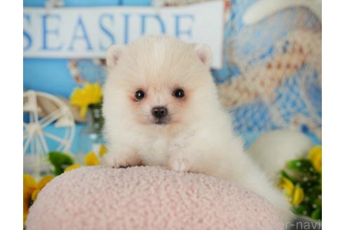 成約済の埼玉県のポメラニアン-366949の6枚目