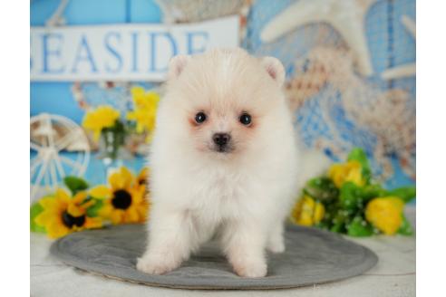 成約済の埼玉県のポメラニアン-366949の4枚目