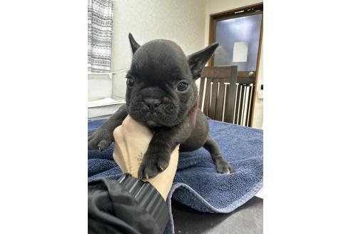 成約済の千葉県のフレンチブルドッグ-366948の14枚目