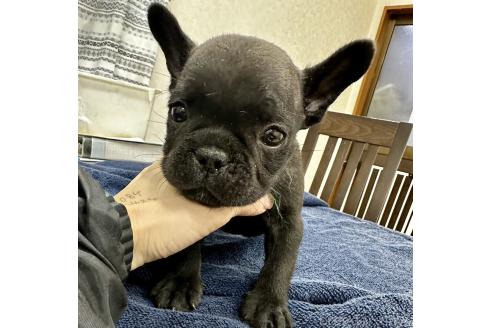 成約済の千葉県のフレンチブルドッグ-366952の1枚目