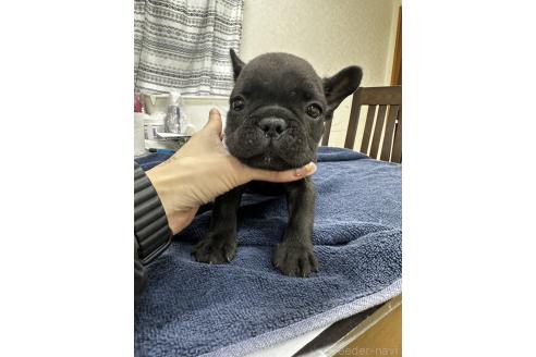 成約済の千葉県のフレンチブルドッグ-366952の6枚目