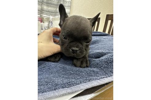 成約済の千葉県のフレンチブルドッグ-366952の5枚目