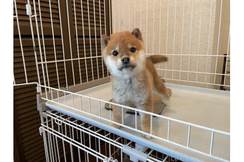 成約済の兵庫県の豆柴-365073の5枚目