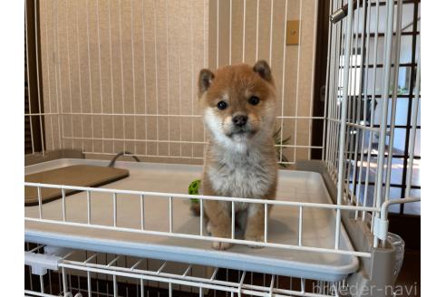 成約済の兵庫県の豆柴-365073の4枚目