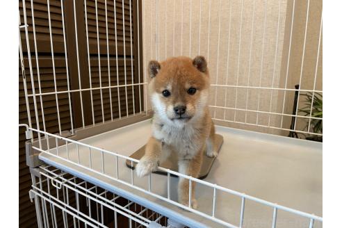 成約済の兵庫県の豆柴-365073の3枚目