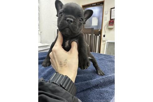 成約済の千葉県のフレンチブルドッグ-366955の1枚目