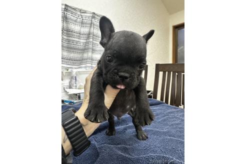 成約済の千葉県のフレンチブルドッグ-366955の6枚目