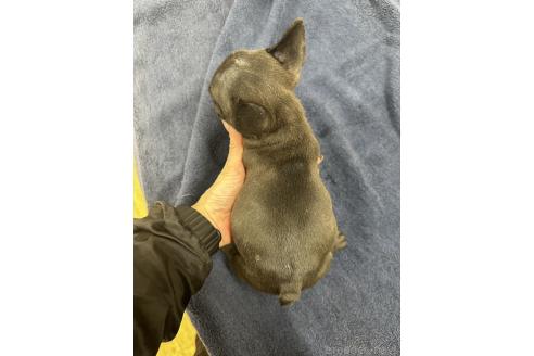 成約済の千葉県のフレンチブルドッグ-366955の2枚目