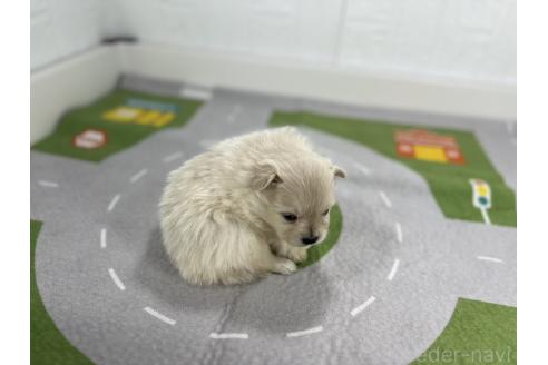 成約済の愛知県のポメラニアン-366971の6枚目