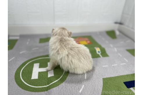 成約済の愛知県のポメラニアン-366971の2枚目
