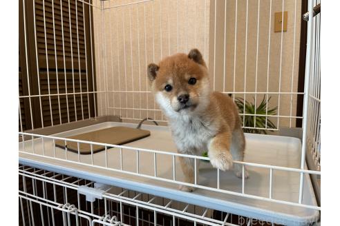 成約済の兵庫県の豆柴-365073の2枚目