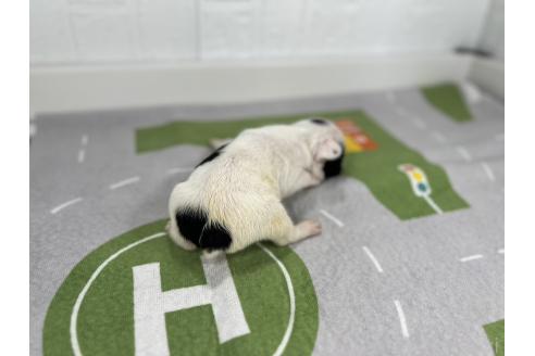成約済の愛知県のフレンチブルドッグ-367014の3枚目
