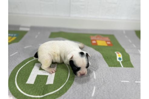 成約済の愛知県のフレンチブルドッグ-367014の2枚目