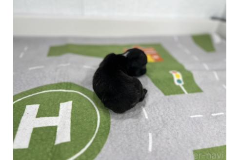 成約済の愛知県のフレンチブルドッグ-367018の3枚目