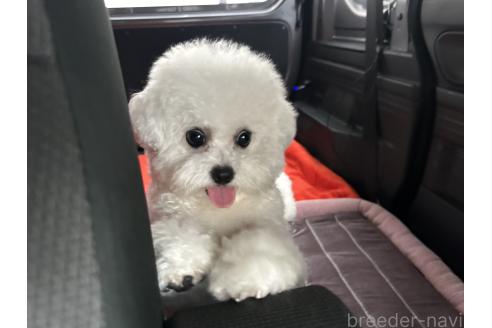 プティちゃん1枚目