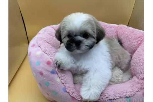 成約済の東京都のシーズー-354888の1枚目