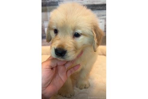 成約済の茨城県のゴールデンレトリーバー-365504の4枚目