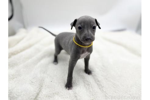 成約済の愛知県のイタリアングレーハウンド(イタグレ)-367045の8枚目